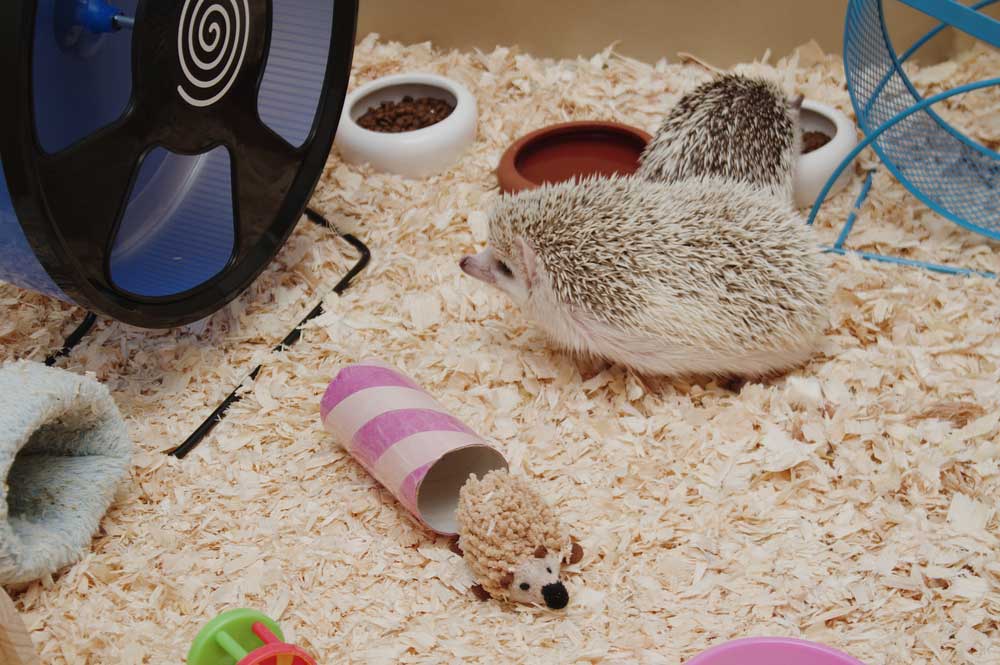 What do you put at the bottom of a hedgehog cage?