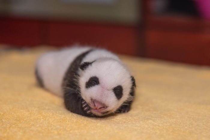 What does a 1 month old panda look like?
