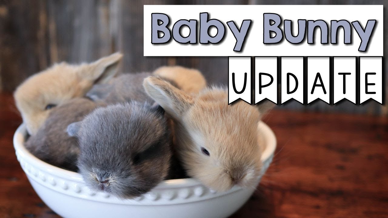 What does a 3 week old rabbit look like?