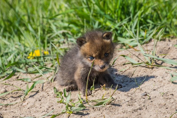 What does a baby fox cub look like?