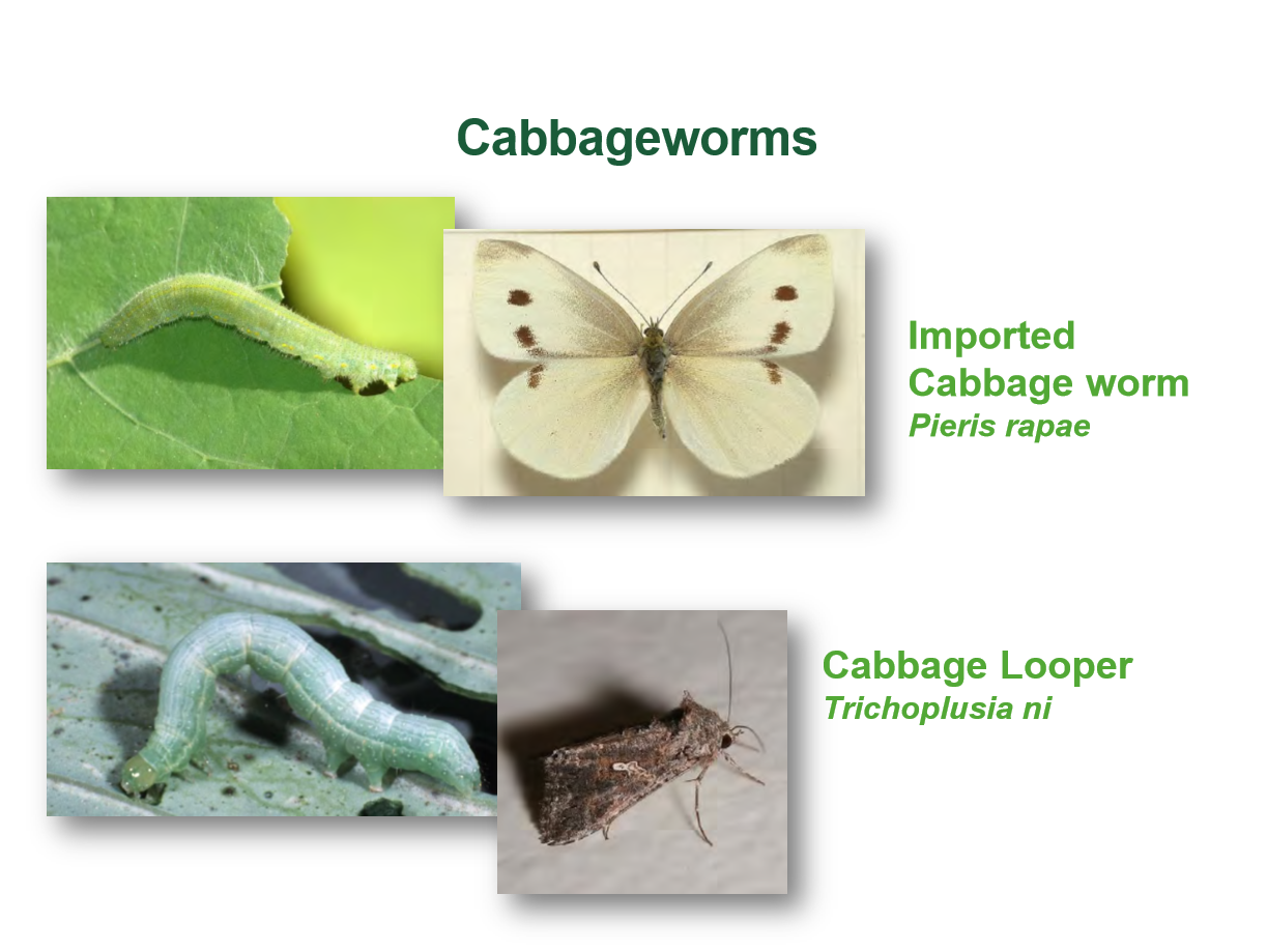 What does a cabbage worm turn into?