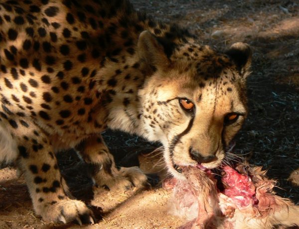 What does a cheetah eat to get energy?