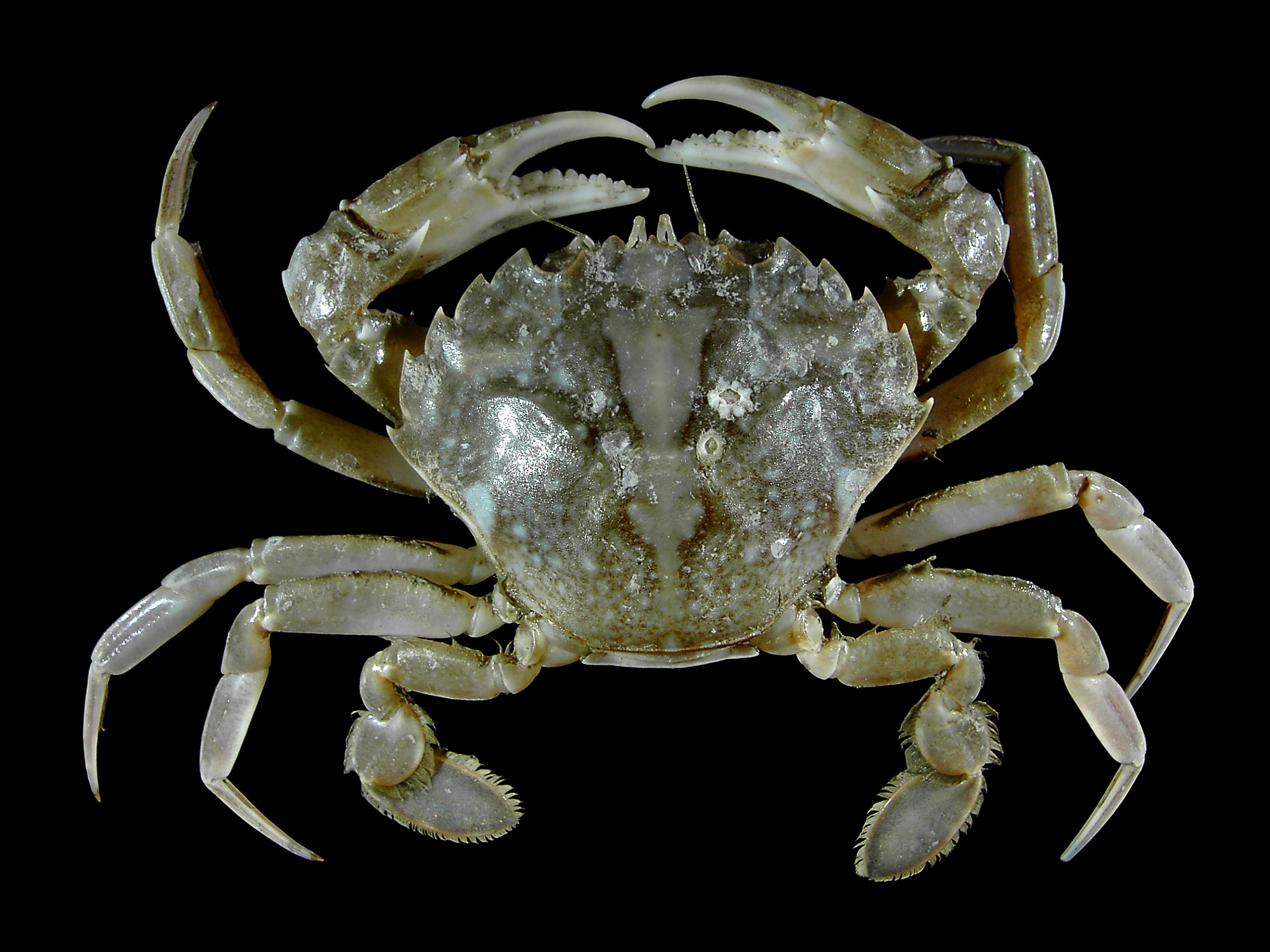 What does a crab look like?