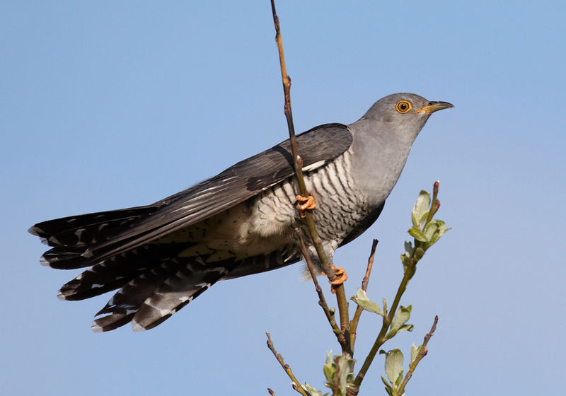 What does a cuckoo eat?