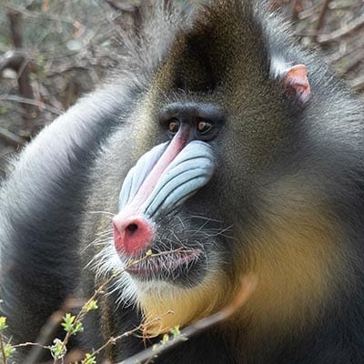 What does a mandrill use its cheek pouches for?