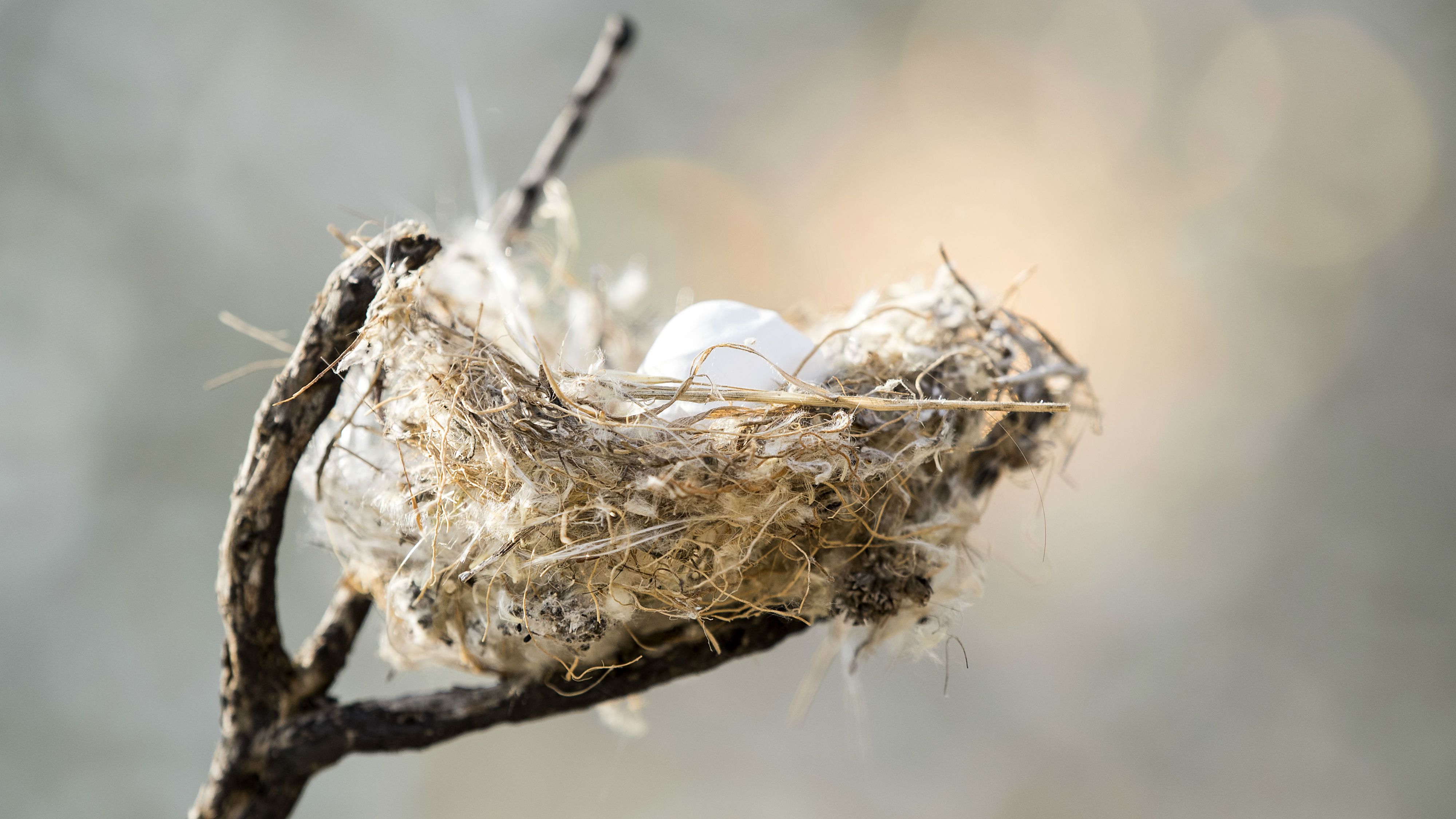 What does a nest look like when you find it?