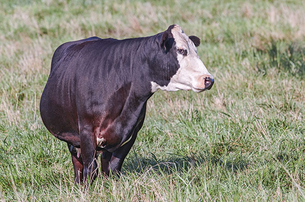 What does a pregnant cow look like in third trimester?