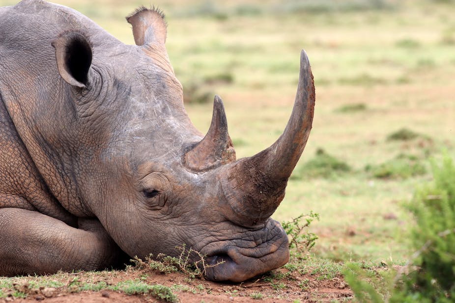 What does a rhino horn sell for?