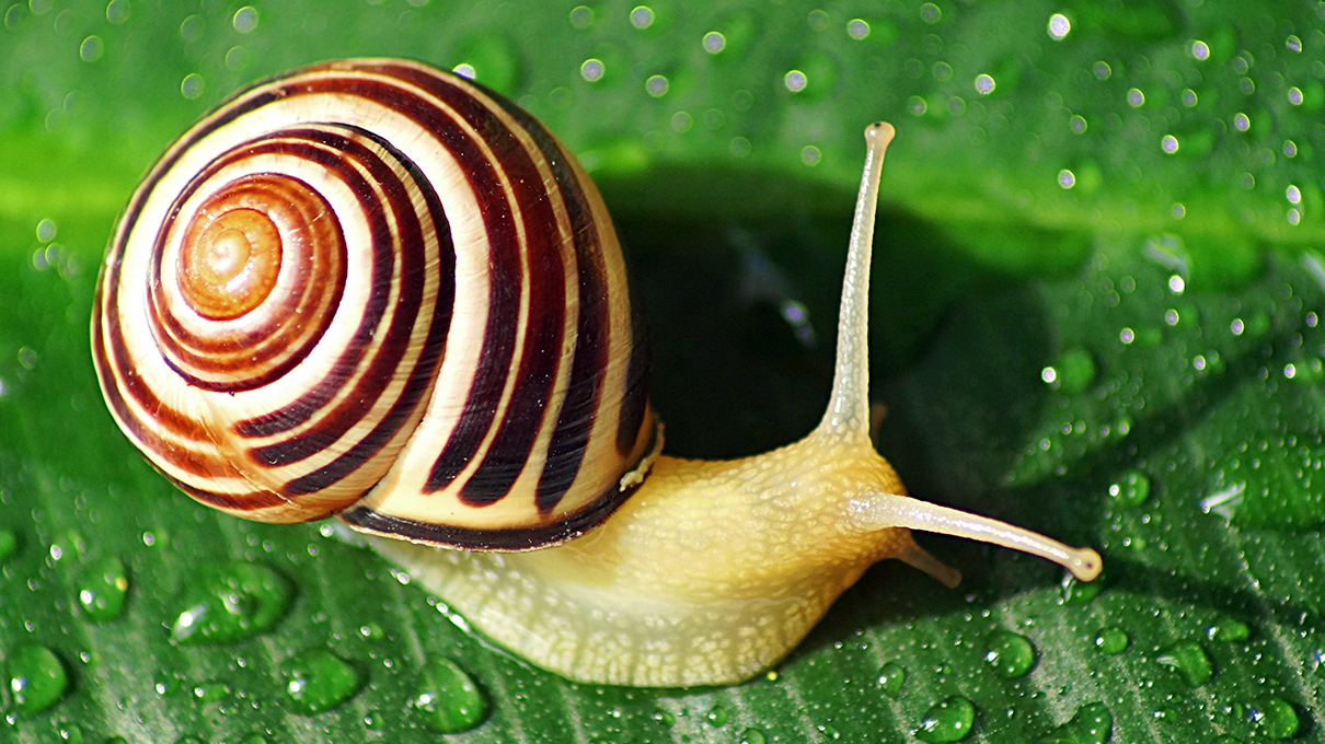 What does a snail shell look like?