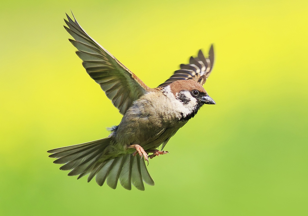 What does a sparrow flying in your house mean?