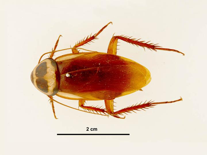 What does an Australian cockroach look like?