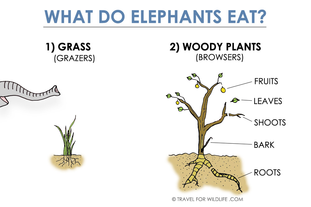 What does an elephant eat answer?