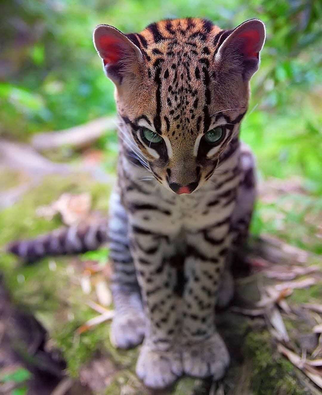 What does an ocelot look like with ears?