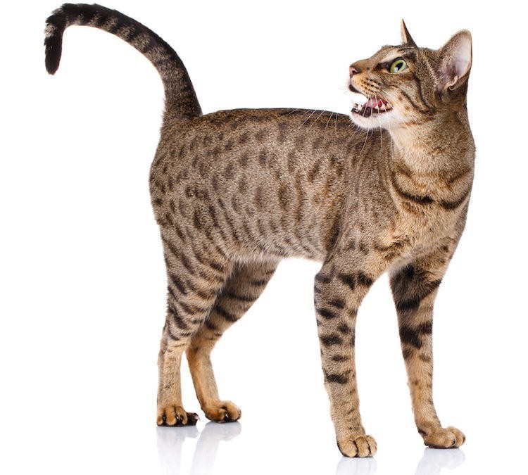 What does an Ocicat look like?