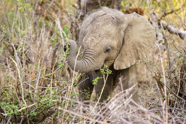 What does baby elephant eat?