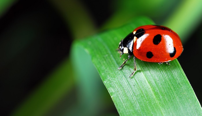 What does it mean if a ladybug lands on You?
