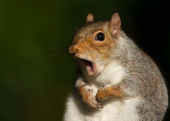 What does it mean if a squirrel is screaming?