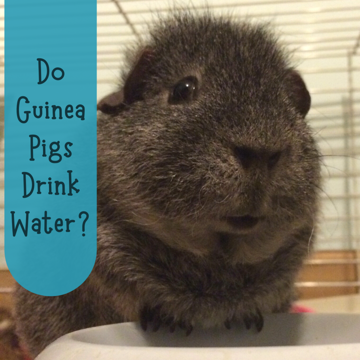 What does it mean if your guinea pig isn't drinking?