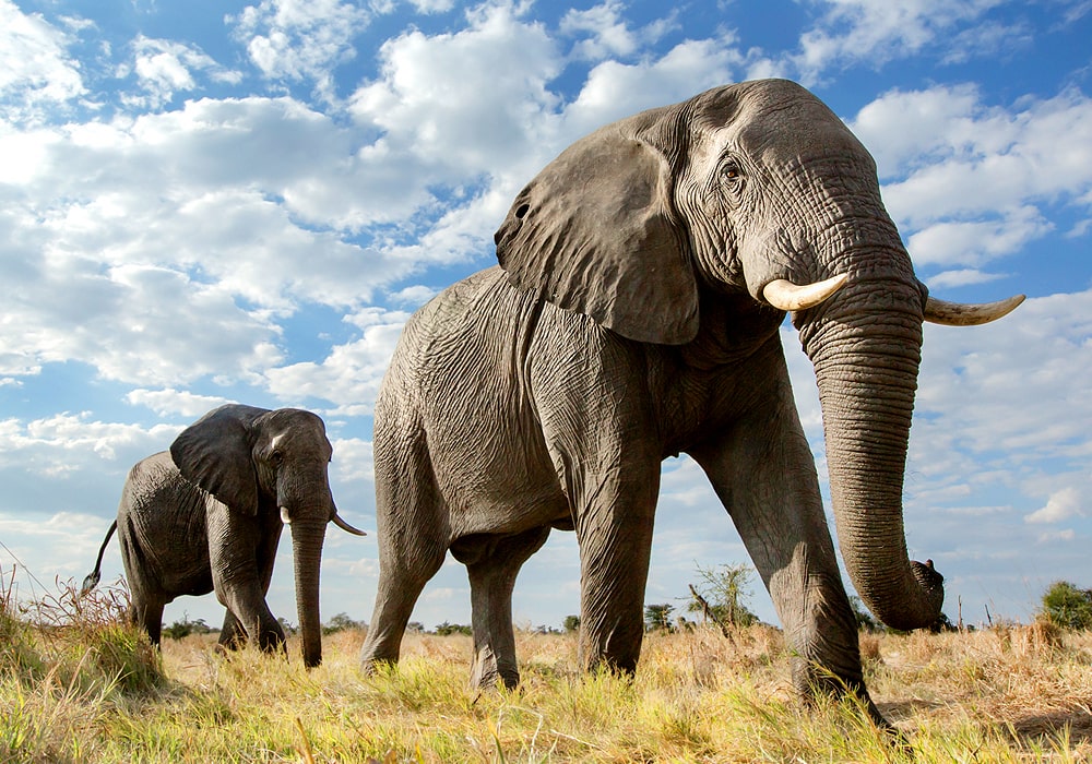 What does it mean to have 7 elephants in Your House?