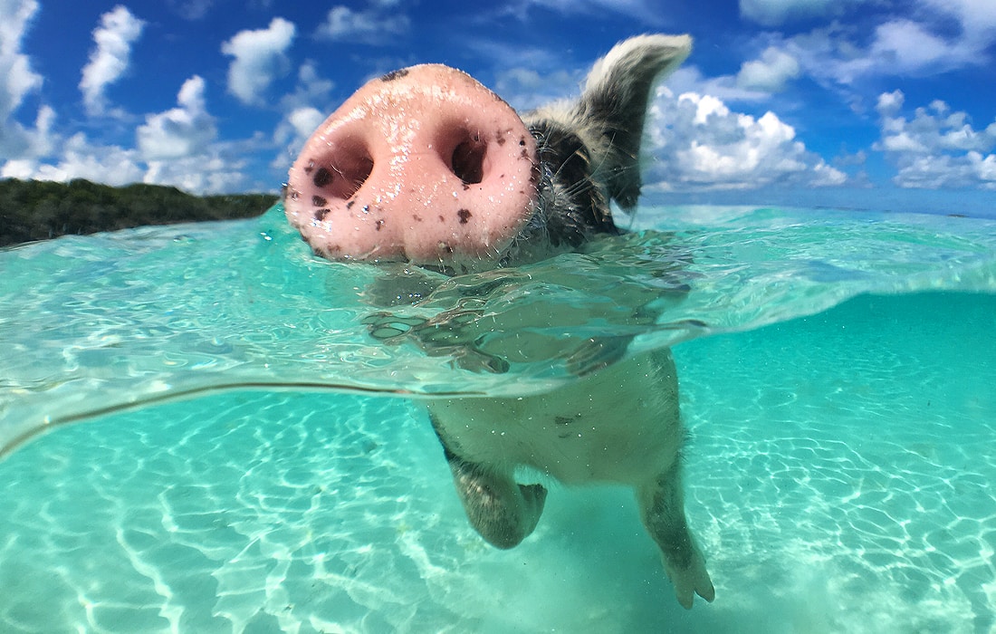 What does it mean to have a pig as a charm?