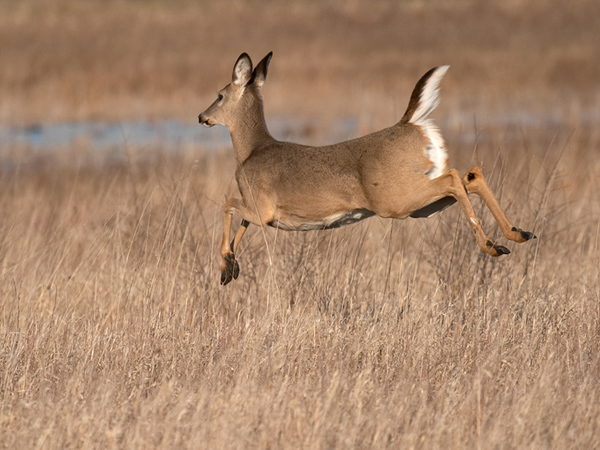 What does it mean when a deer raises its tail?