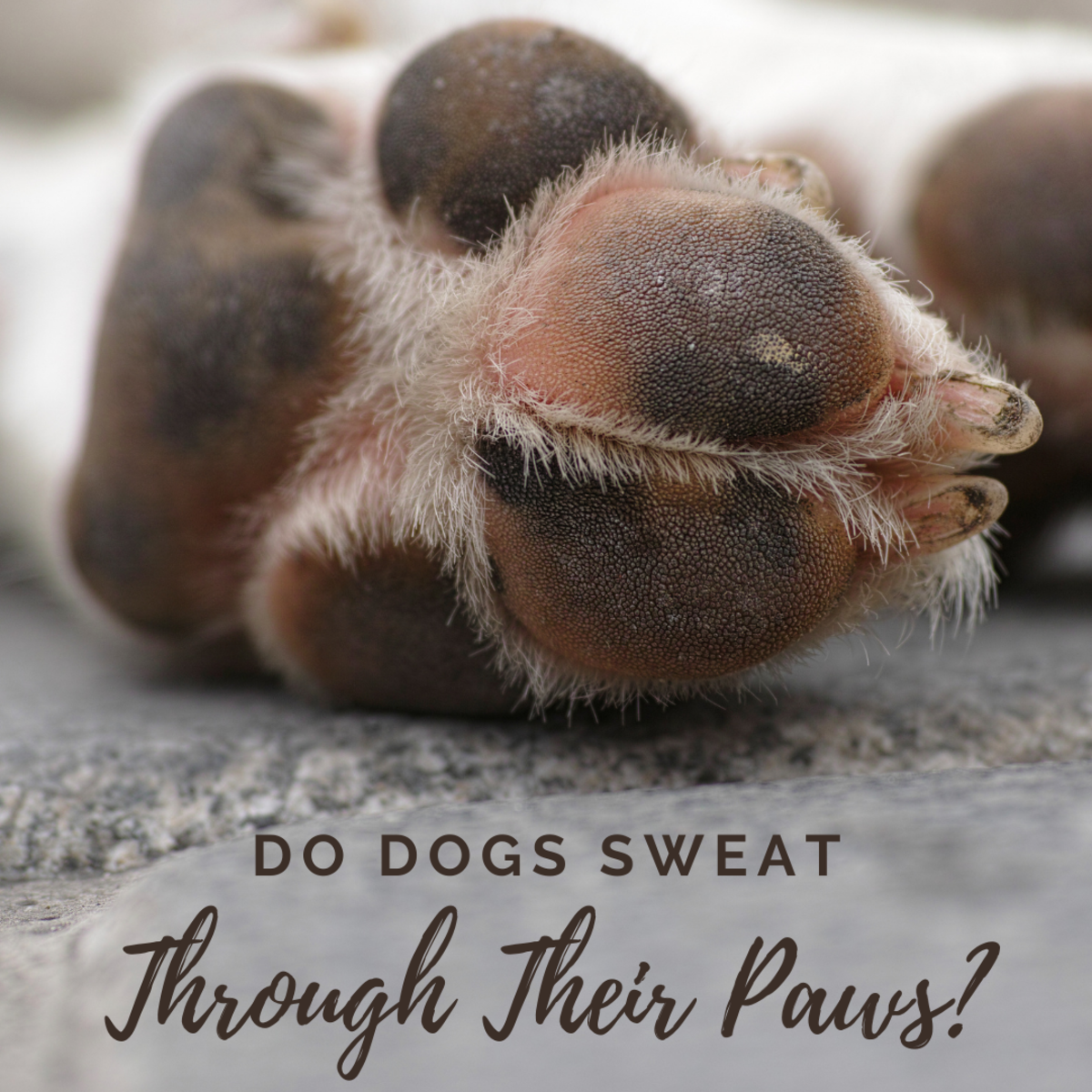 What does it mean when a dog sweats?