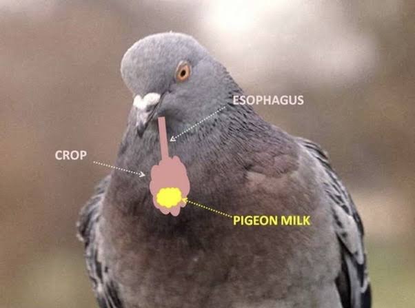 What does it mean when a Dove gives milk?