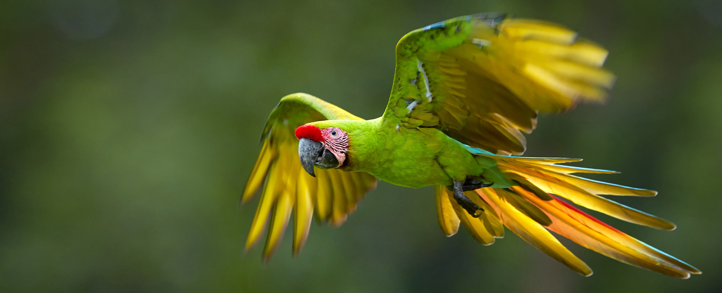 What does it mean when a parrot flies in front of You?