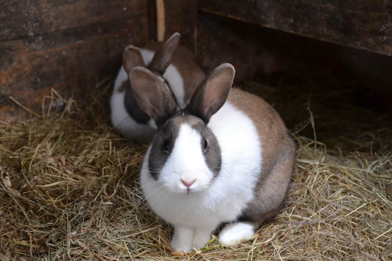 What does it mean when a rabbit makes a clicking noise?