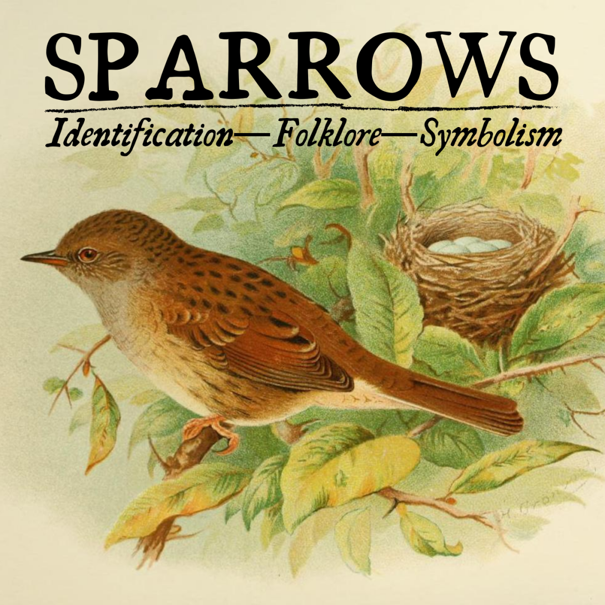 What does it mean when a sparrow nests in Your House?