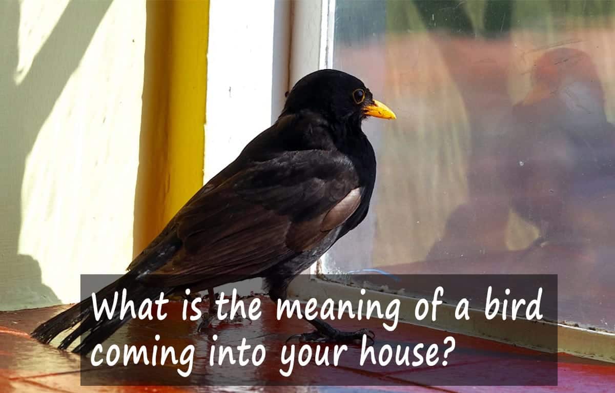 What does it mean when birds are around your house?