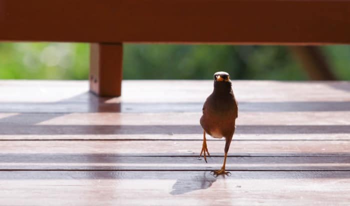 What does it mean when birds fly into your house?