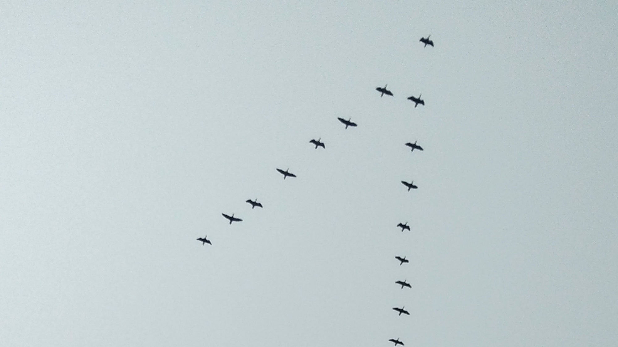 What does it mean when birds fly left to right?