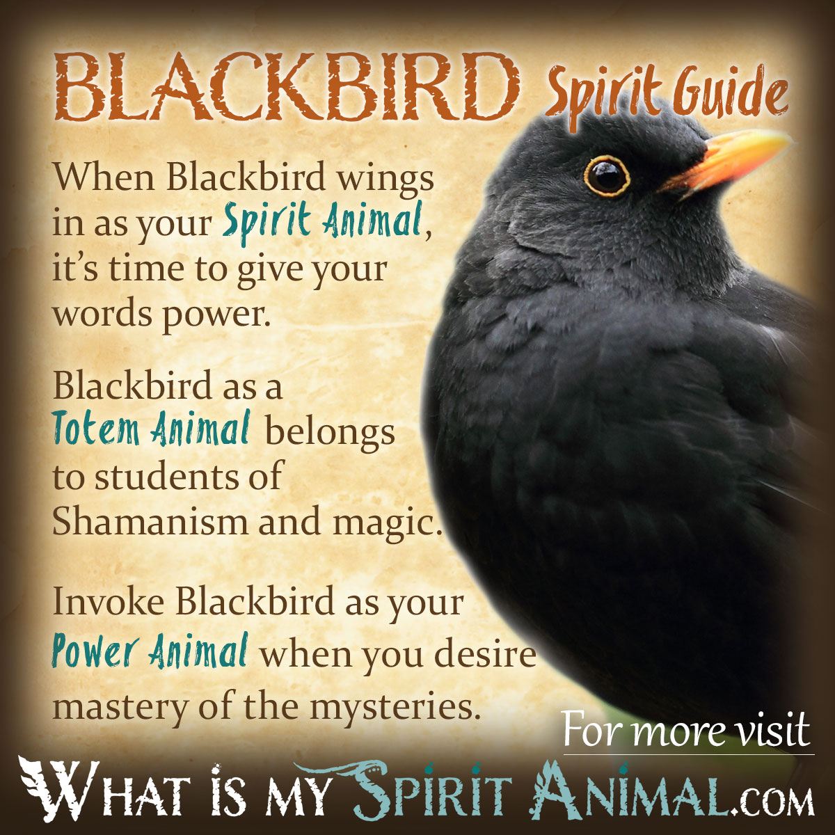 What does it mean when you see a blackbird?