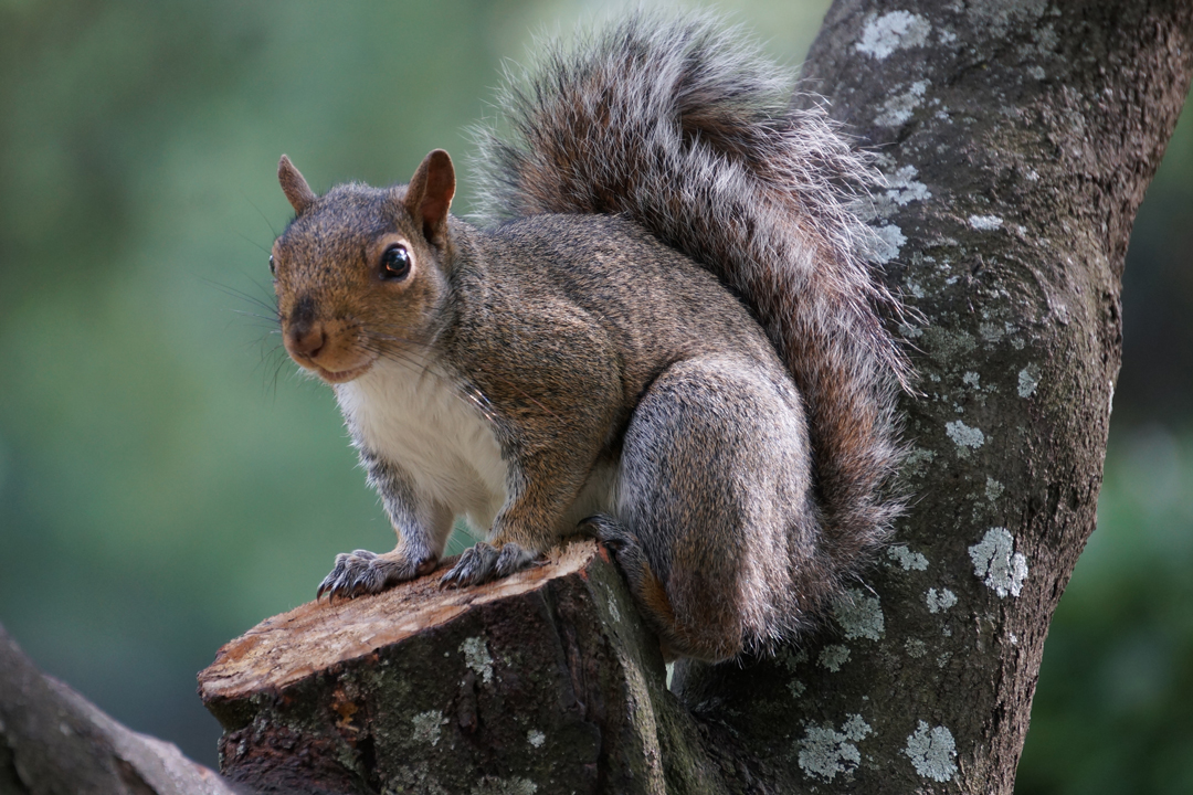 What does it mean when you see a lot of squirrels?