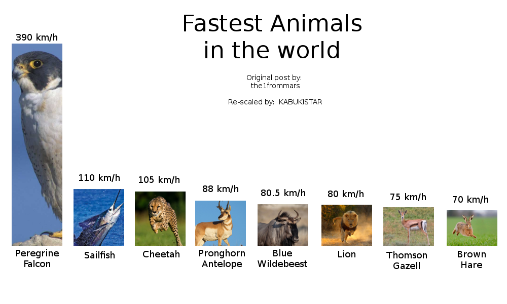 What does speed mean to the fastest animals?