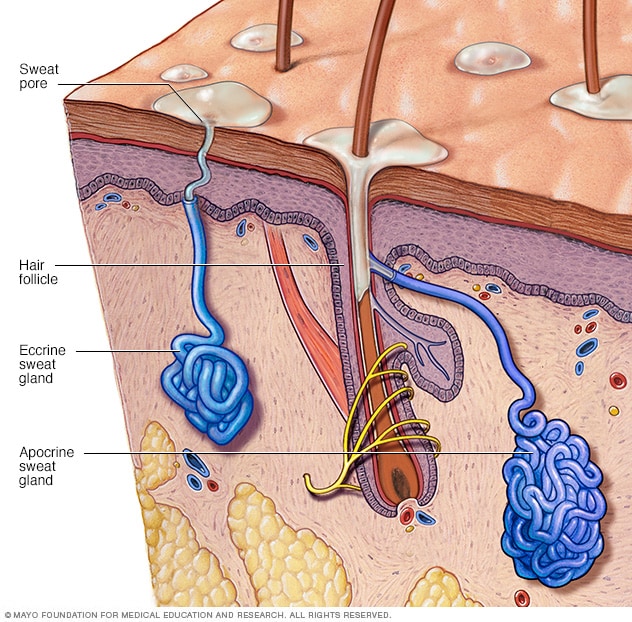 What does the apocrine sweat gland look like?