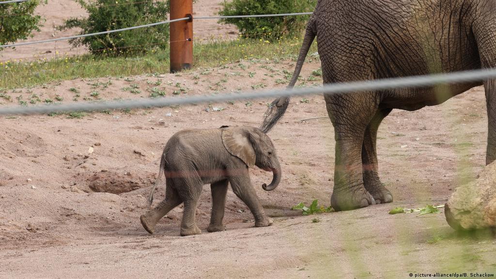 What does the birth of an elephant mean to a zoo?