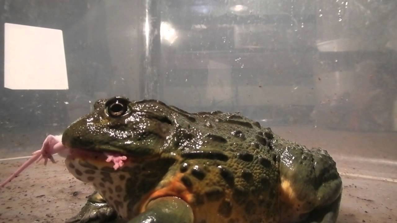What does the bullfrog eat?