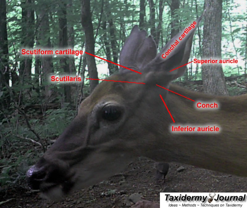 What does the ear position mean on a deer?