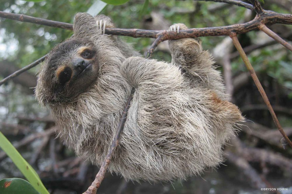 What does the pygmy three-toed sloth eat?