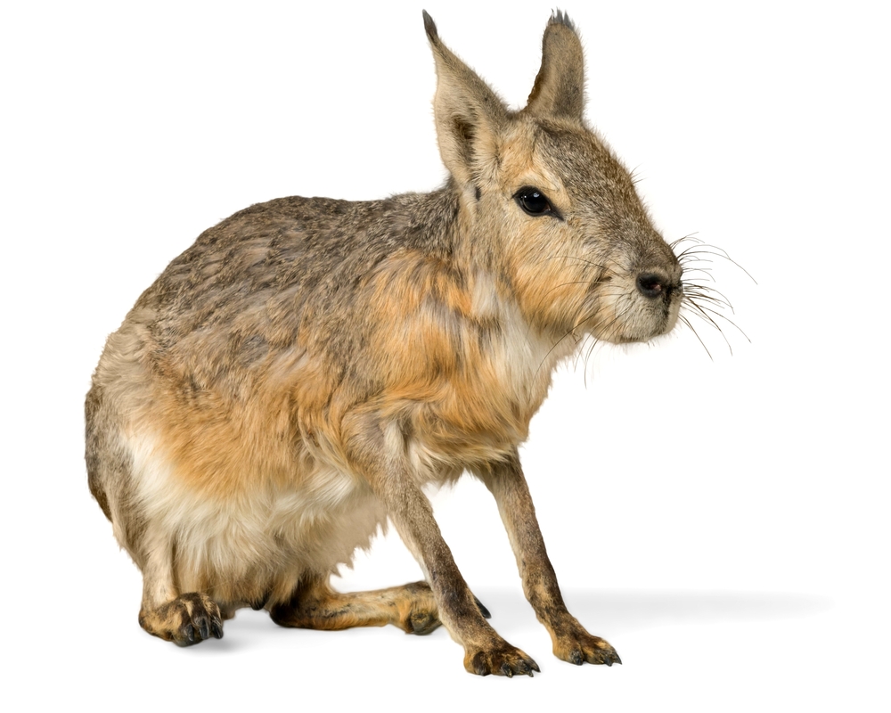 What does the word cavy mean?