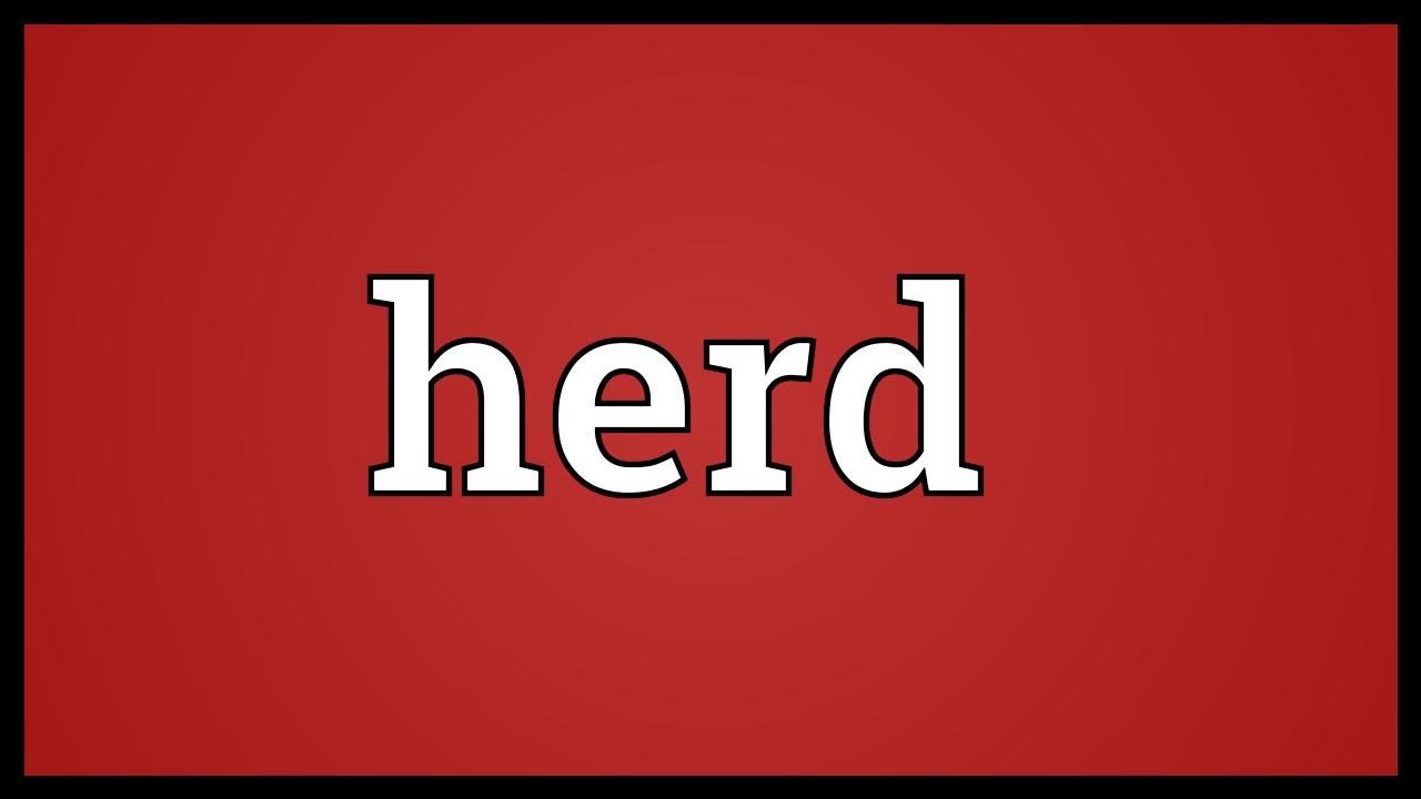 what-does-the-word-mean-herd-2022-animalia-life-club