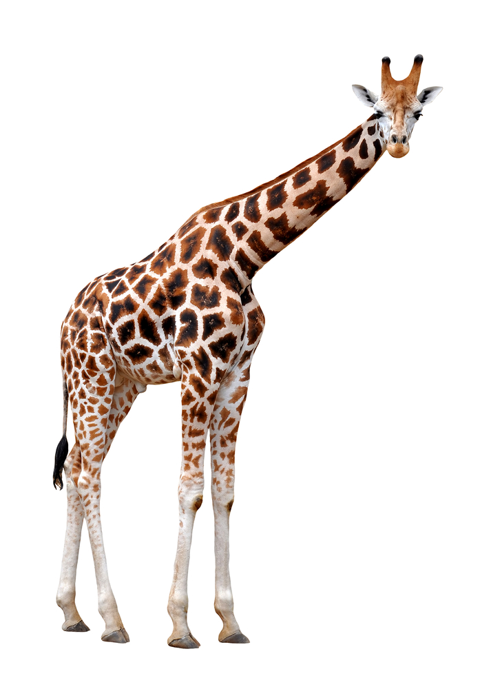 What does word giraffe mean?