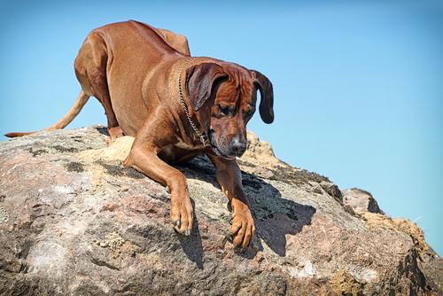 What dog breeds have a high prey drive?