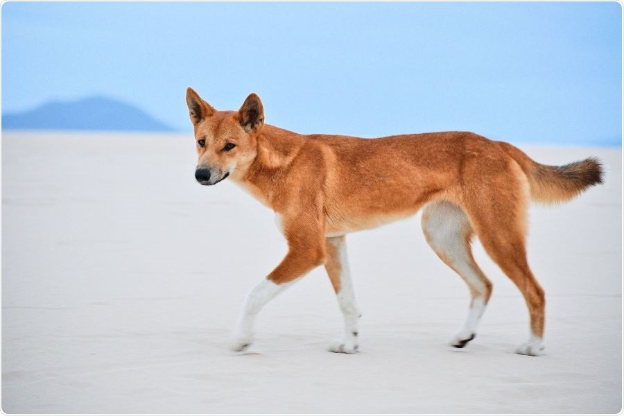 What dog is closest to a dingo?