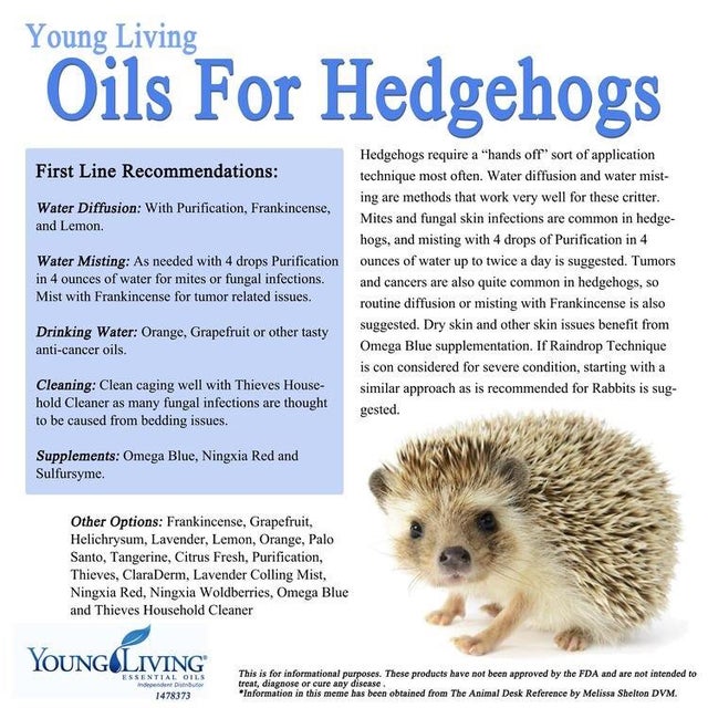 What essential oils are toxic to hedgehogs?