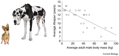 What factors affect a dog's lifespan?