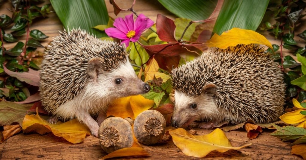 What family does a hedgehog belong to?