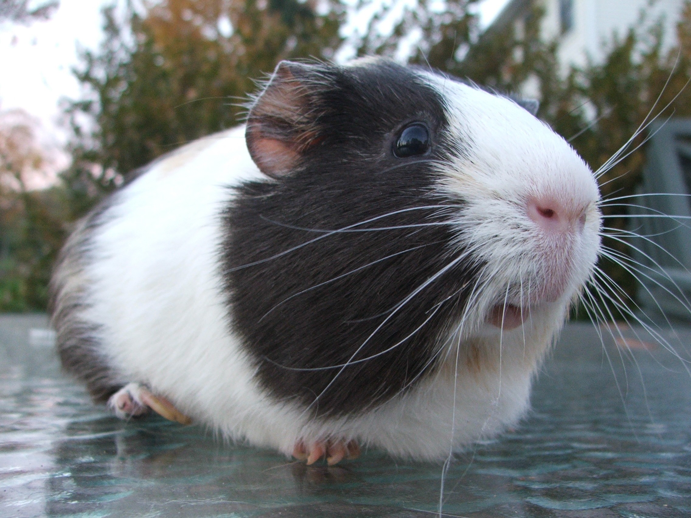 What family is the guinea pig related to?